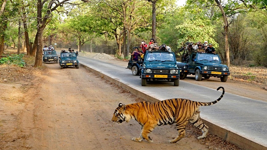 Jeep Safari Tour